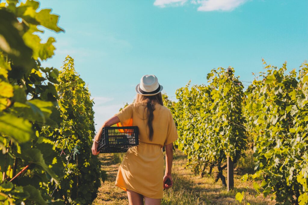 Woman walking in a grape farm